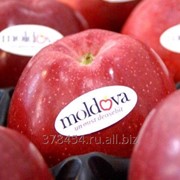 Яблоки из Молдовы с доставкой.