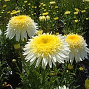 Ромашка Реал Глори (Leucanthemum 'Real Glory')