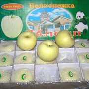 Яблоки Белоснежка. фото
