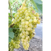 Продам свежий виноград Кеша. фото