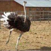 Разведение страуса. Консультации фото