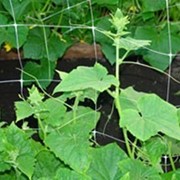 Шпалерная сетка для выращивания лазающих растений 2*10м фото