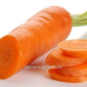 Семена моркови Скарла