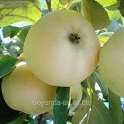 Саженец яблони Белый налив фото