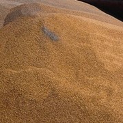 Пшеница первого класса фото