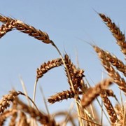 Пшеница третьего класса мягкая урожая 2012г.