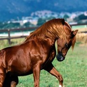 Премикс для коней фото