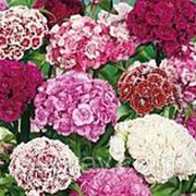 Цветы “Гвоздика турецкая Анталия“ уральский дачник е/п фото