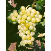 Саженцы винограда сорта Мускат жемчужный фотография