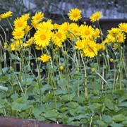 Дороникум сердцевидный, восточный Doronicum orientale