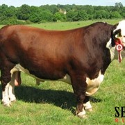 Семя быков Герефордской породы фото