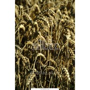 Пшеница, экспорт из Казахстана, предоплата, жд, автотранспорт