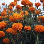Семена бархатцы высокорослые Оранжевые фото