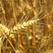 Семена пшеницы Алтайская 105 (элита)