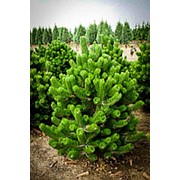 Сосна черная 'Орегон Грин' (Pinus nigra 'OREGON GREEN') фотография