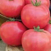 Семена томатов ляна розовая фото