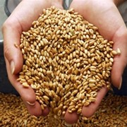 Переработка зерновых на крупу фотография