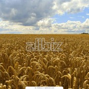 Пшеница озимая Антоновка и Богдана фото