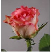 Свежесрезанные розы, Купить (продажа) недорого в Киеве (Киев, Украина), Цена доступная каждому, Доставка фото