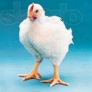 Подрощенные цыплята фото