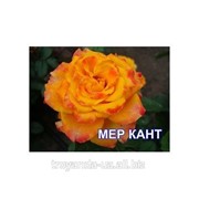 Саженец розы Мер Кант фотография