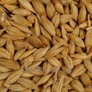 Семена озимой пшеницы Элегия элитные фотография