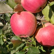 Саженцы яблонь Чемпион - плоды крупные, сладко-кислые с чрезвычайно приятным вкусом, деревья фруктовые, саженцы яблонь, сорты яблок фото