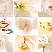 Модульная картина Белые цветы, Неизвестен фото