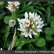 Клевер ползучий (Trifolium repens L.)