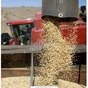 Перевозка зерна до 30т по Украине фото