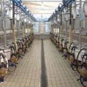 Системы доильных залов типа «Елочка» фото