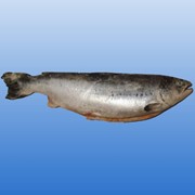 Семга (целая рыба 6-7кг) фото