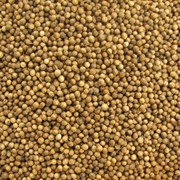 Семена кориандра (Высококачественные семена кориандра сорта Янтарь) фотография