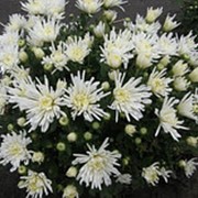 Хризантема трики вайт диаметр продажного куста до 35 см