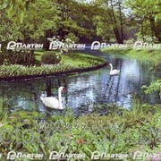 Фотообои “Лебеди в парке 140х196“ Artdecor 2000000260099 фото