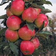 Колонновидная яблоня Валюта ЗКС фотография