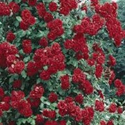 Саженцы плетистых роз, купить Украина фото