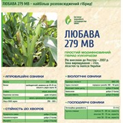 Кукуруза ЛЮБАВА 279 МВ