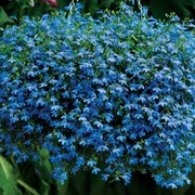 Лобелия Кембридж голубая Семена фото