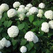 Гортензия Hydrangea paniculata Polar Bear PBR C1,5-2 фото