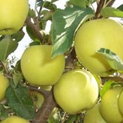 Яблоки Голден, продажа, Украина