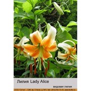 Видовая лилия Lady Alice фото
