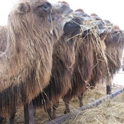 Верблюды племенные фото