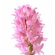 Гиацинт роз фото