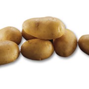 Картофель сортовой импала, размер 5+, оптом. Цена приятно удивят. Одесская область фото