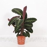 Калатея Варшевича -- Calathea Warscewiczii