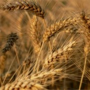 Озима пшениця Хуртовина, Еліта фото