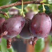 Крыжовник Черномор поздний безколючковый Ribes uva-crispa высота 50-60см