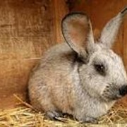 Разведение кроликов фото