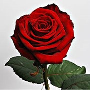 Роза Гран При, местная роза фото